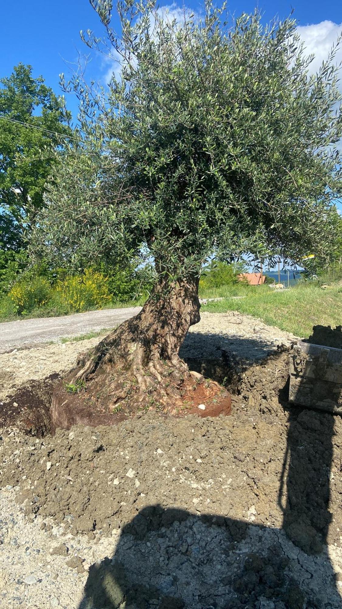 Agriturismo Cergallina Vernasca エクステリア 写真